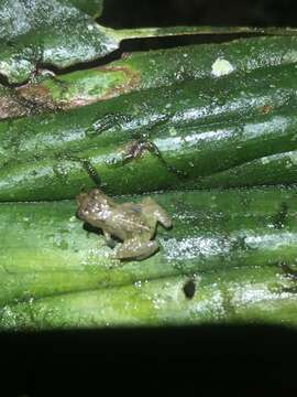 Sivun Pristimantis mallii Reyes-Puig, Reyes-Puig, Velarde-Garcéz, Dávalos, Mancero, Navarrete & Yánez-Muñoz et al. 2019 kuva