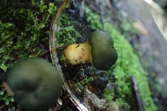 Image of Cortinarius austrovenetus Cleland 1928