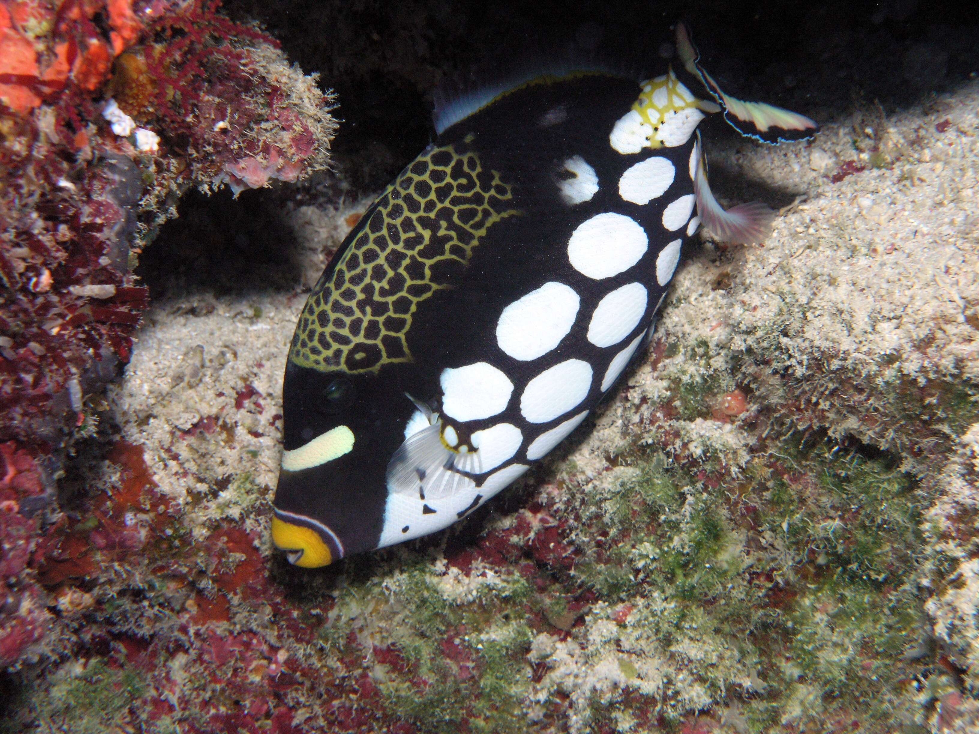 Image of clown triggerfish