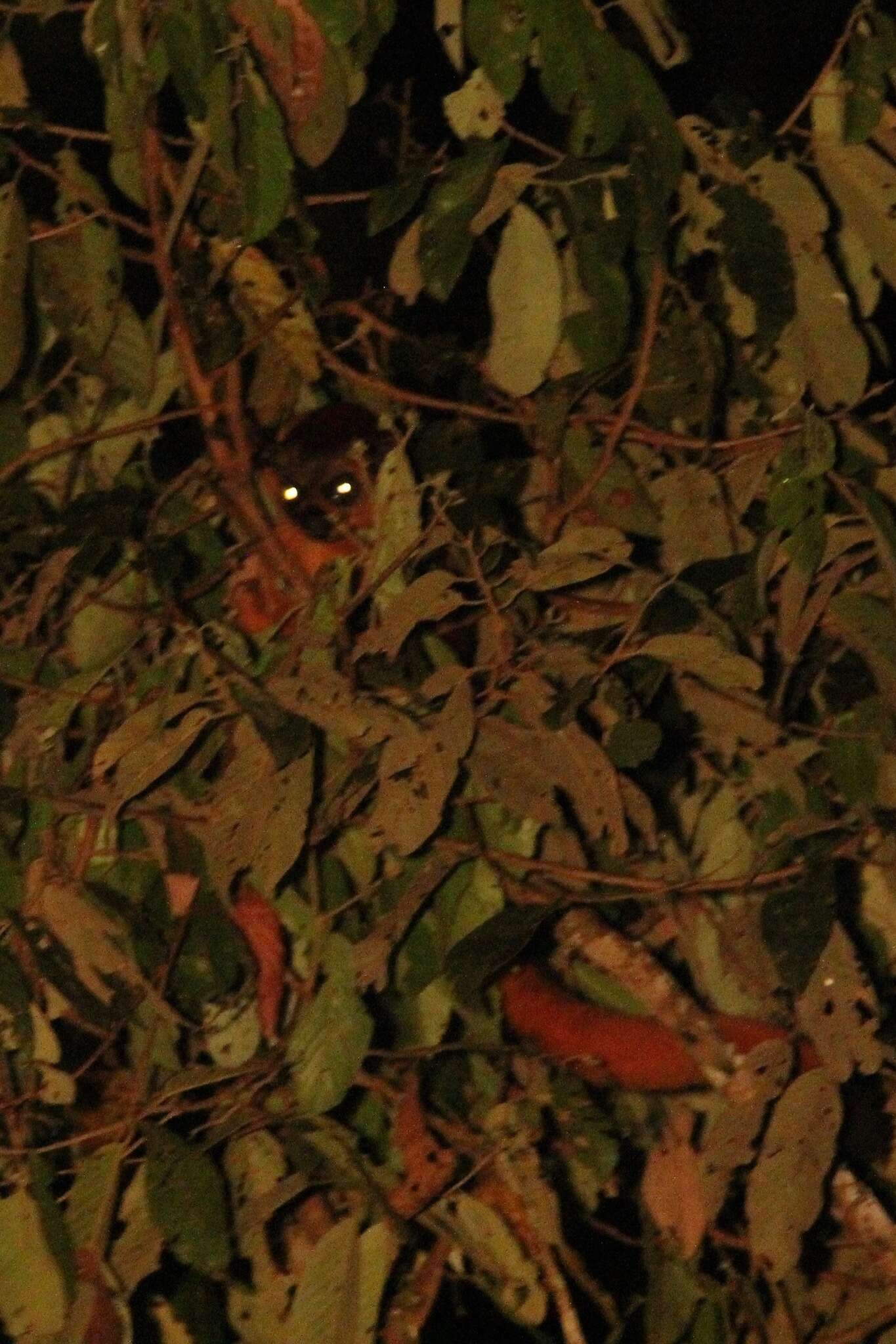 Image of Giant Flying Squirrels