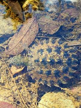 Image of White Throated Snapping Turtle