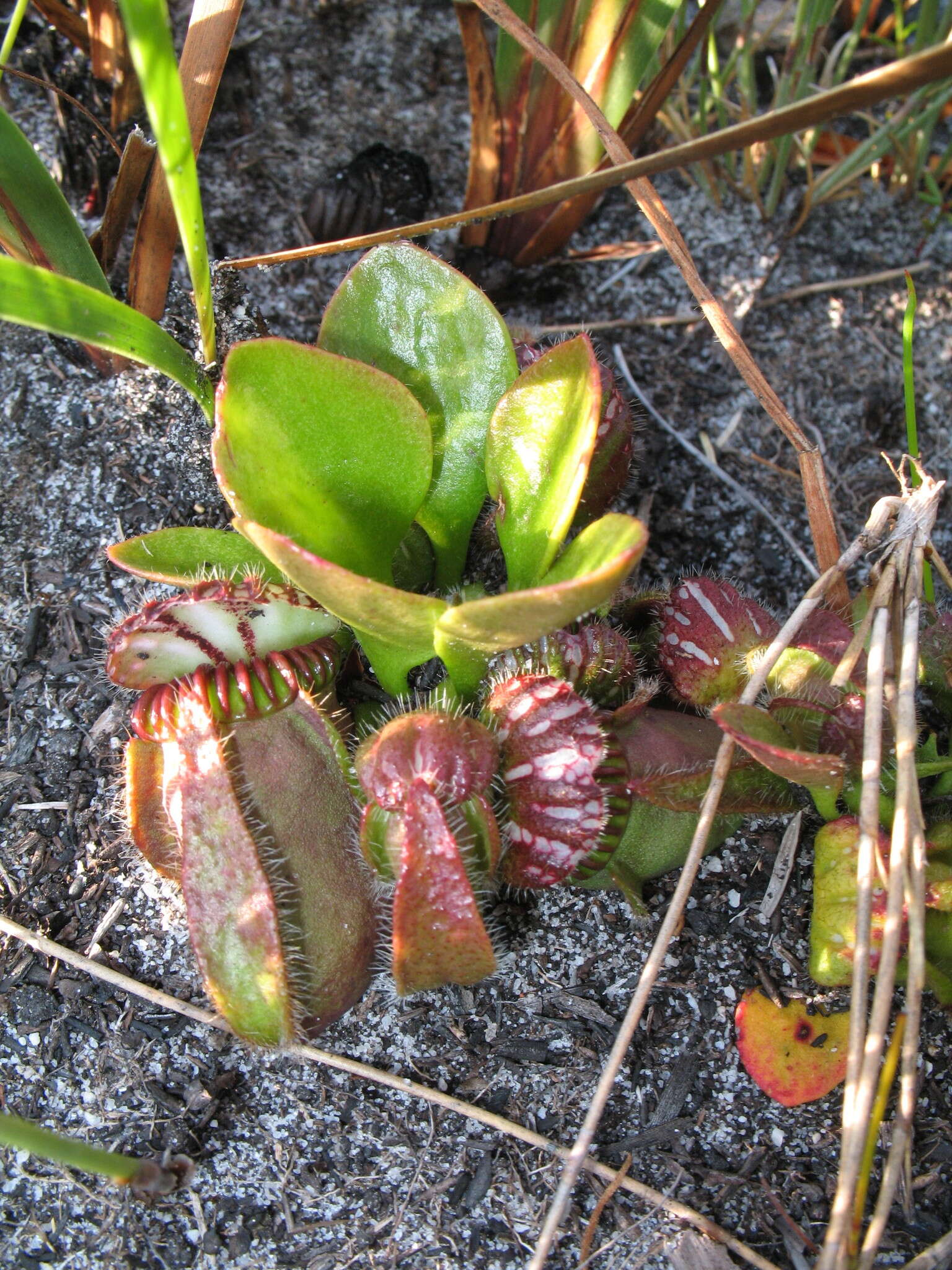 Image of Albany pitcher plant, Australian pitcher plant