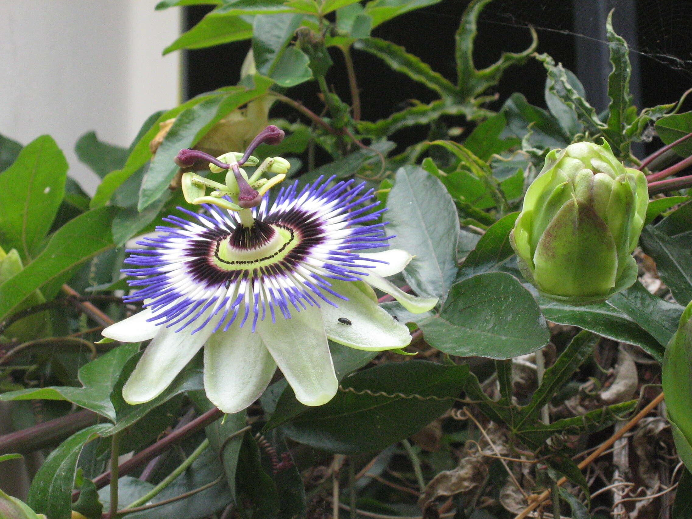 Image of Blue Passion Flower