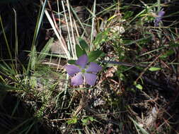 Imagem de Catharanthus lanceus (Boj. ex A. DC.) Pichon