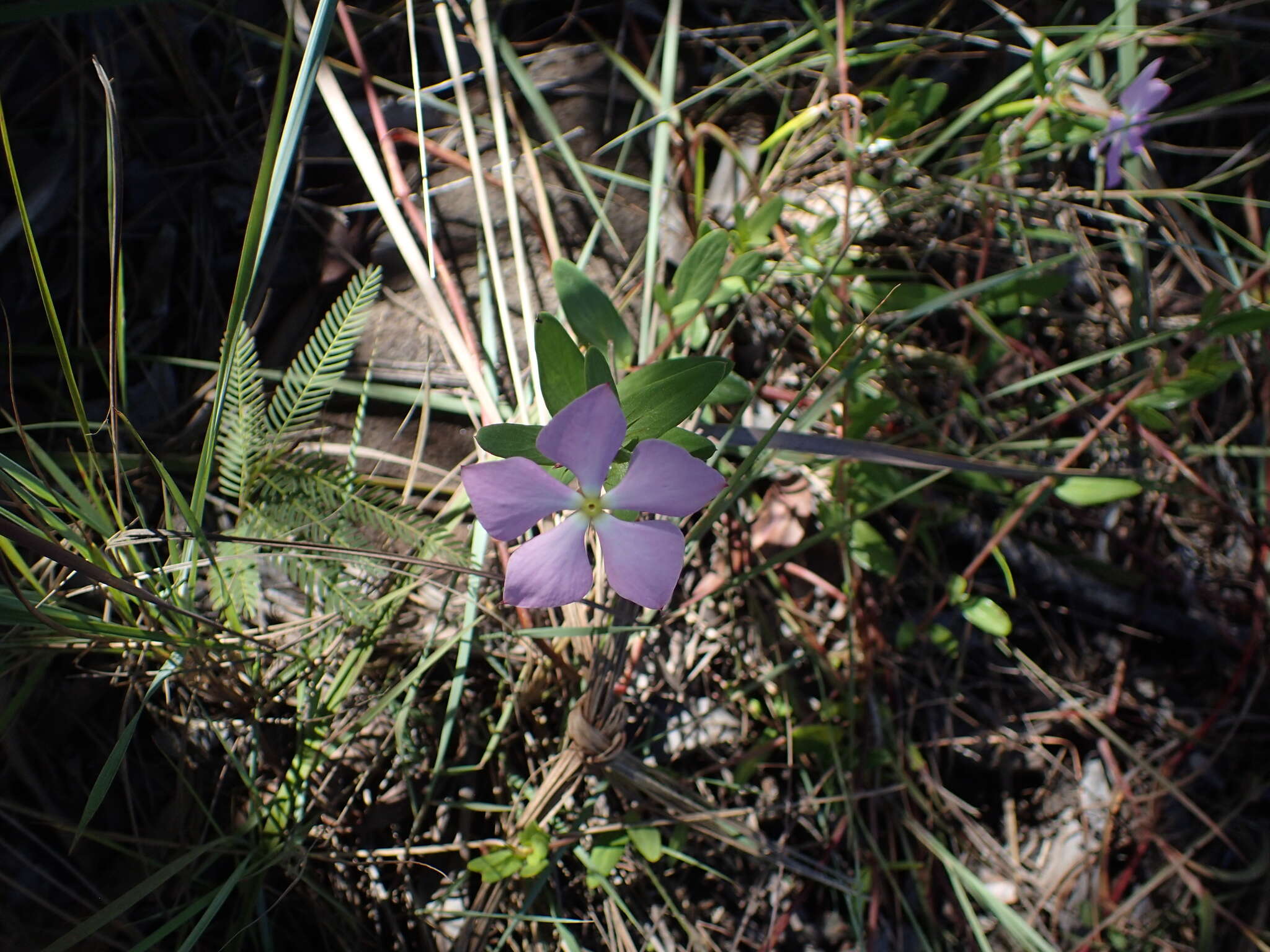 Image of Catharanthus lanceus (Boj. ex A. DC.) Pichon
