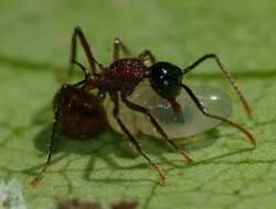 Imagem de Polyrhachis gracilior Forel 1893