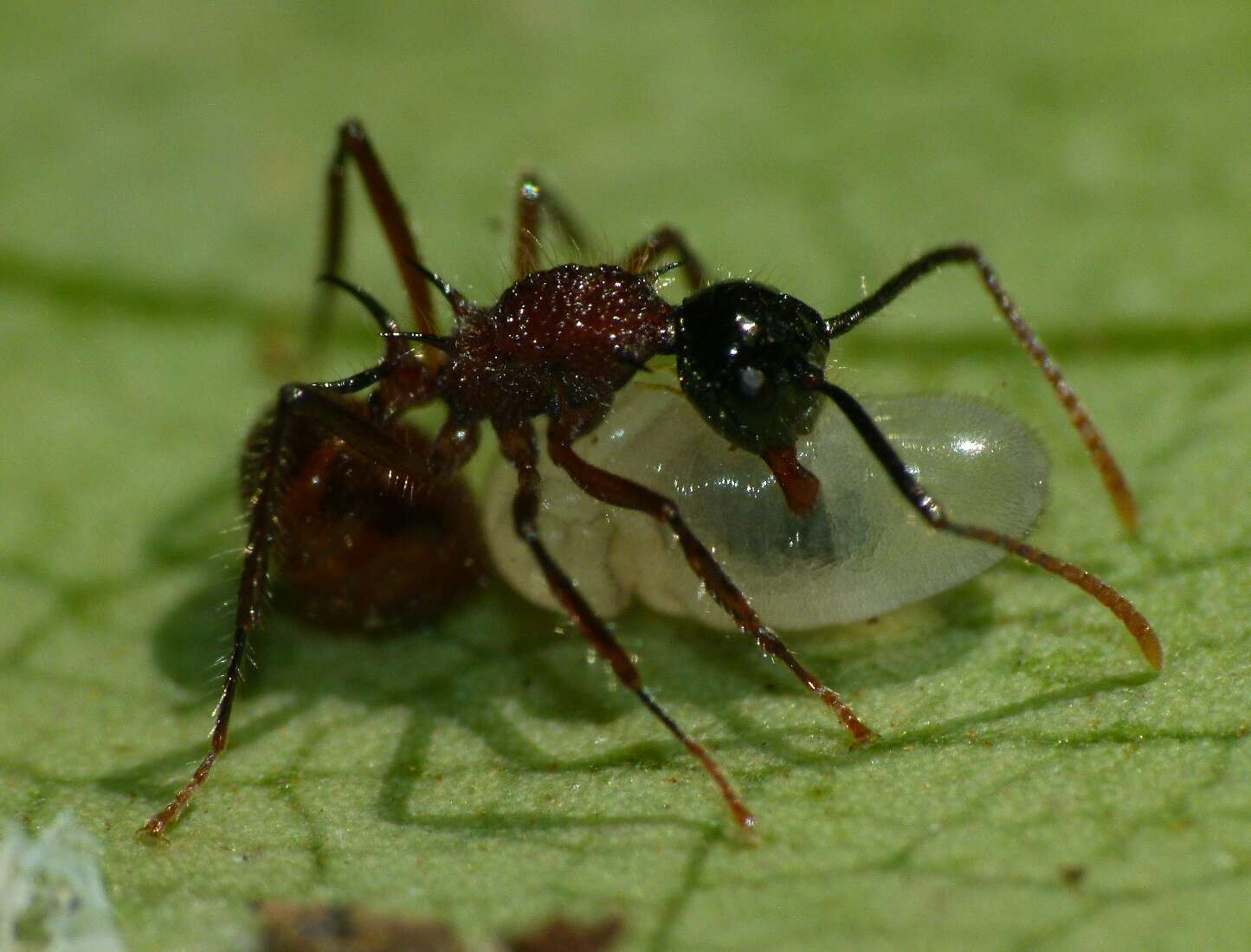 Imagem de Polyrhachis gracilior Forel 1893