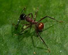 Imagem de Polyrhachis gracilior Forel 1893