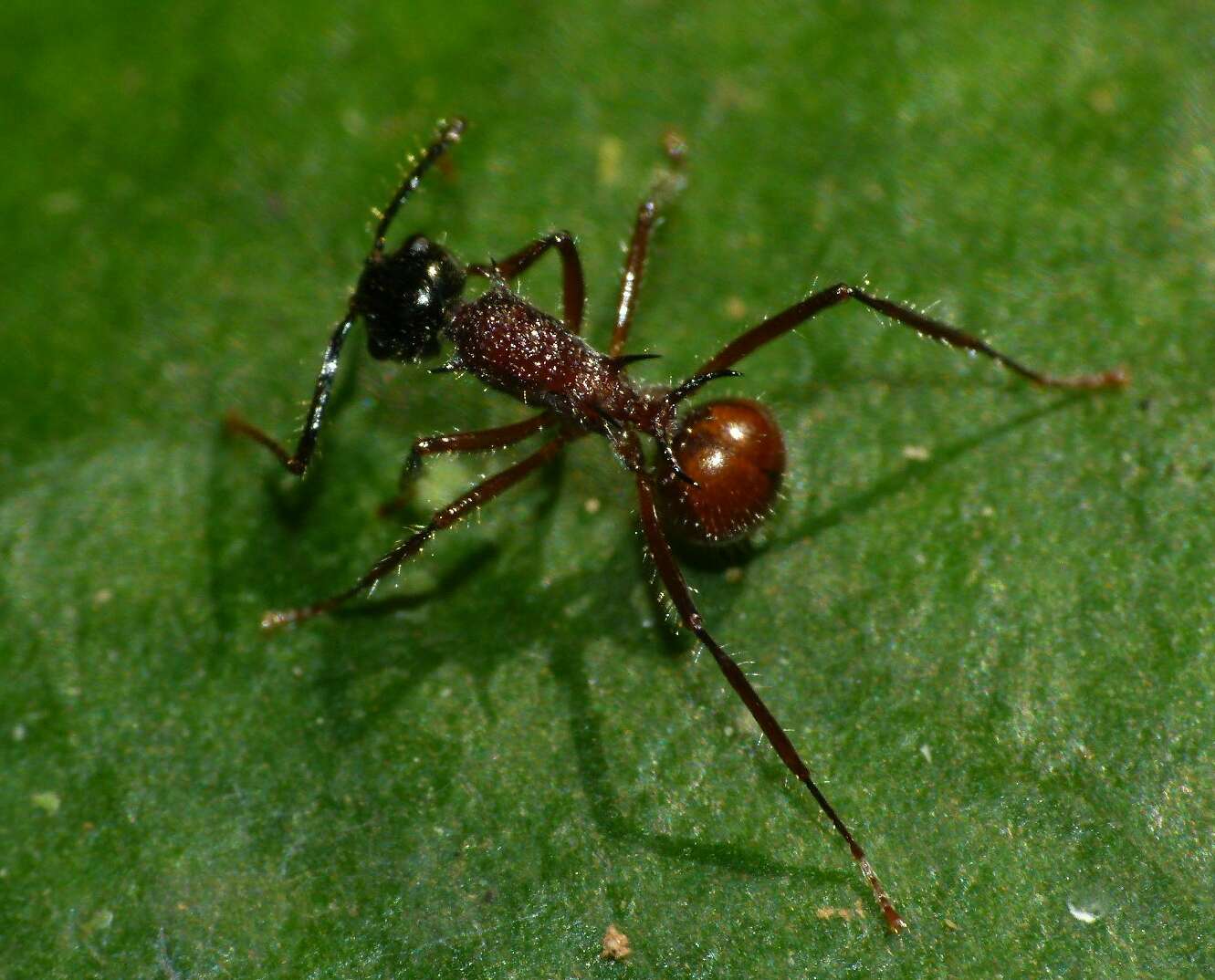 Image de Polyrhachis gracilior Forel 1893