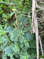 Amaranthus emarginatus subsp. emarginatus resmi