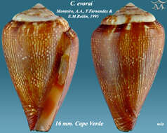 Image de Conus crotchii Reeve 1849