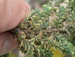 Image of Pultenaea graveolens Tate