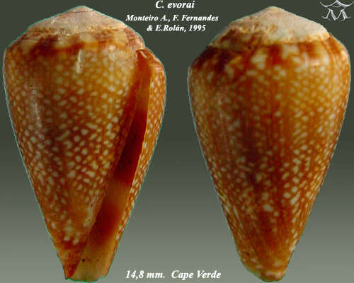 Image de Conus crotchii Reeve 1849