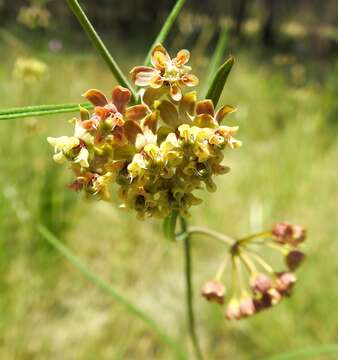 Image of green milkweed