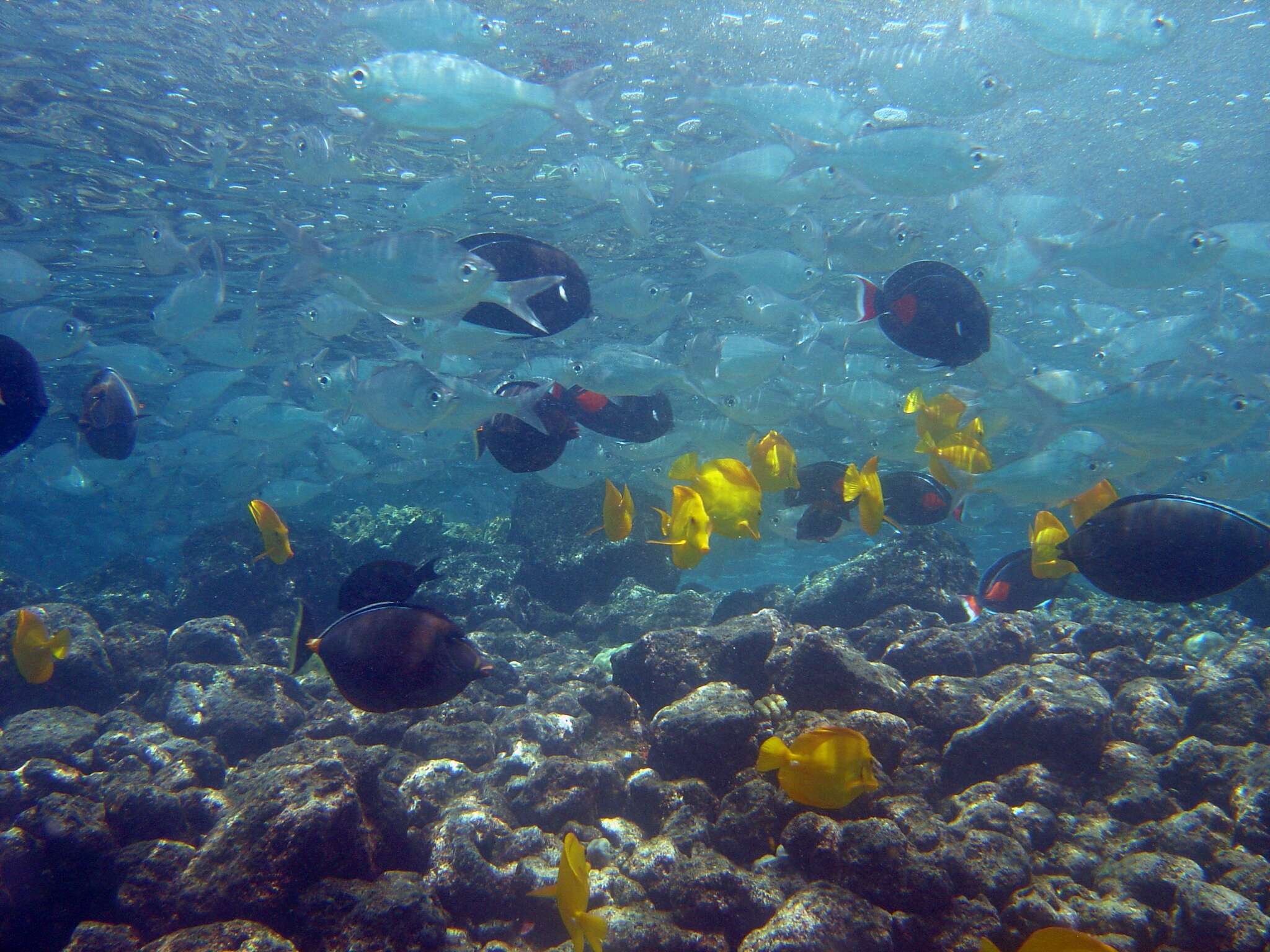 Image of Achilles Tang