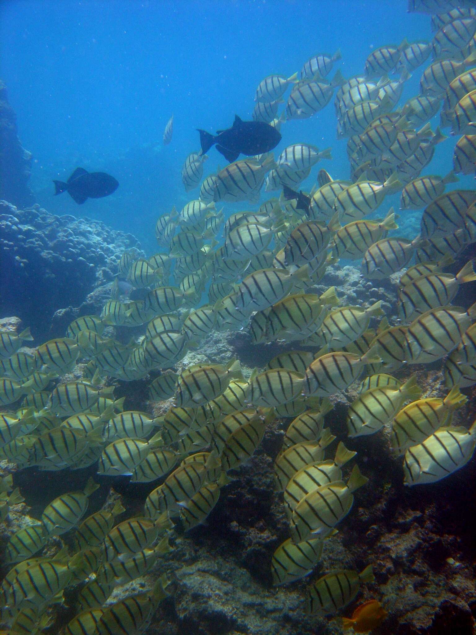 Image of Convict Surgeonfish