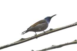 Image of Green-headed Sunbird