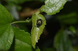 Image of Cosmogramma Erichson 1847