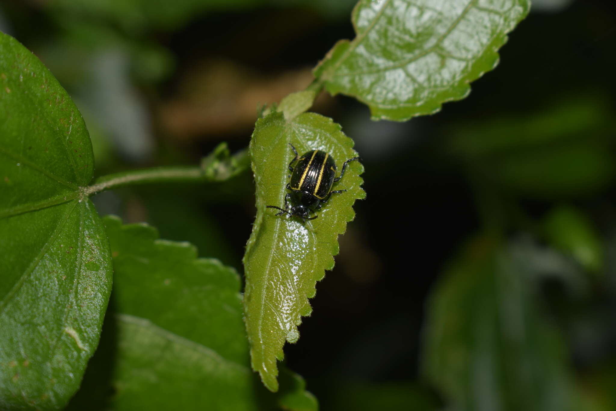 صورة Cosmogramma Erichson 1847