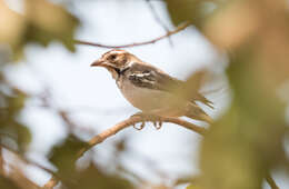 Image of Chestnut-crowned Sparrow-Weaver