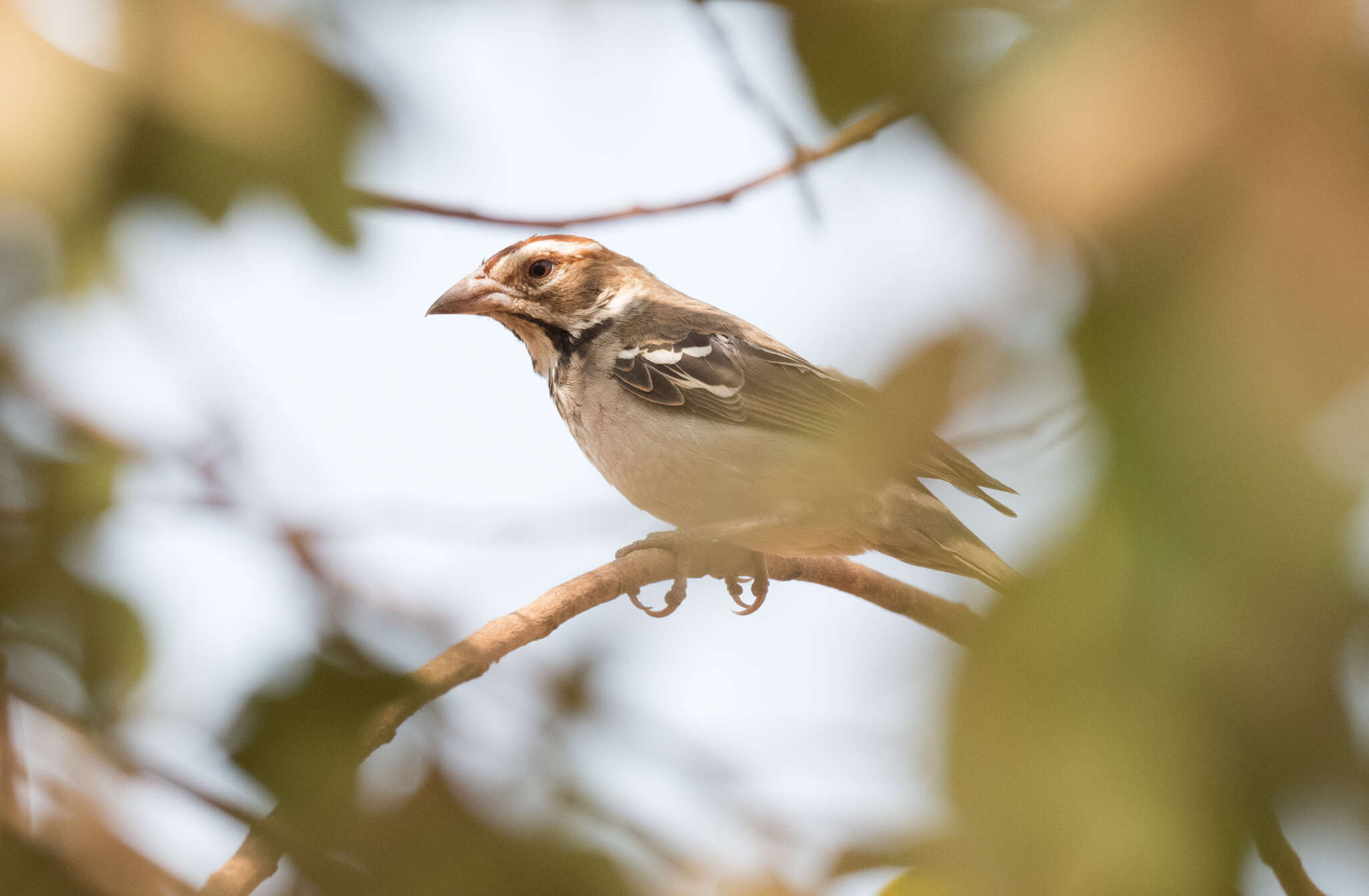 Image of Chestnut-crowned Sparrow-Weaver