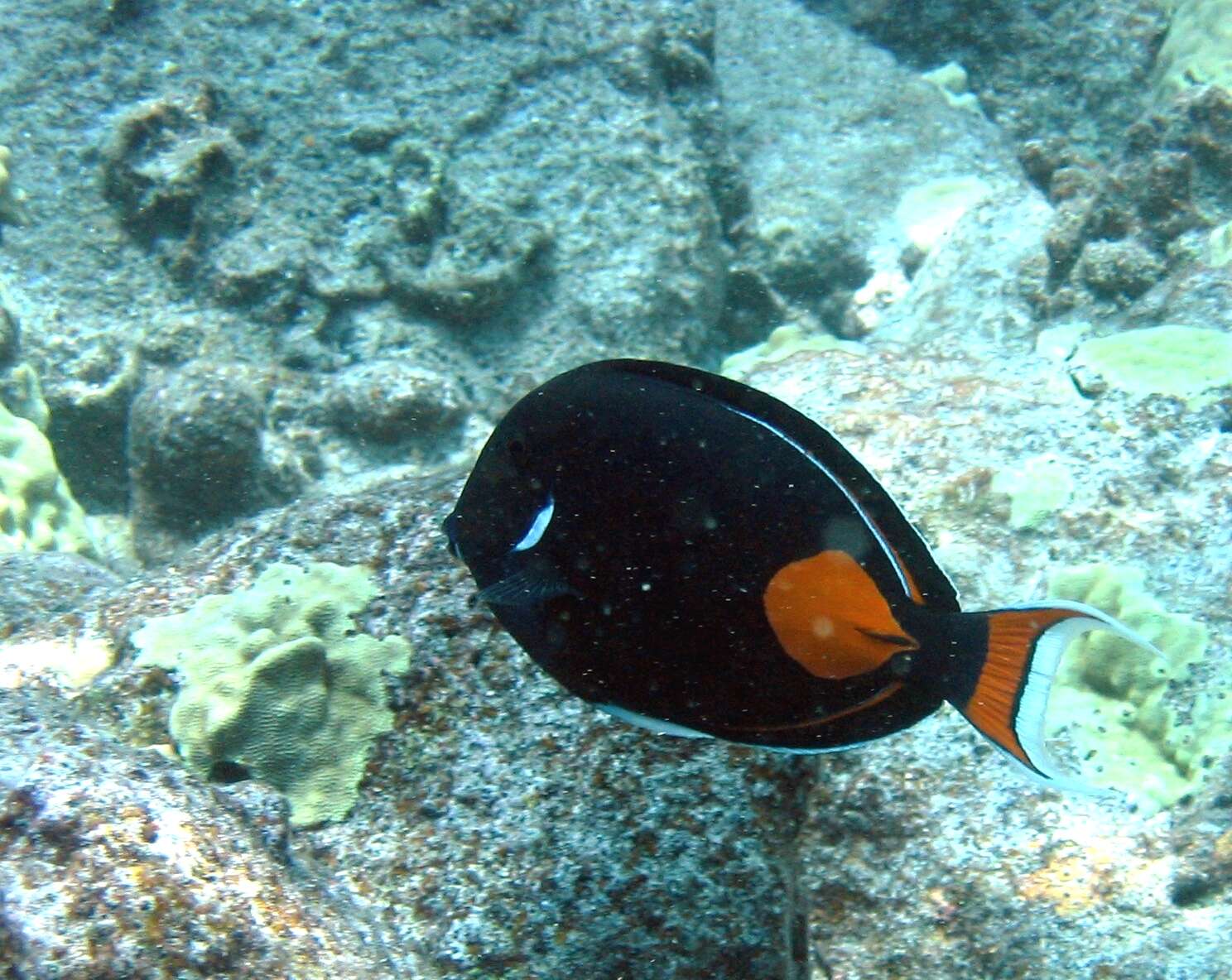 Image of Achilles Tang