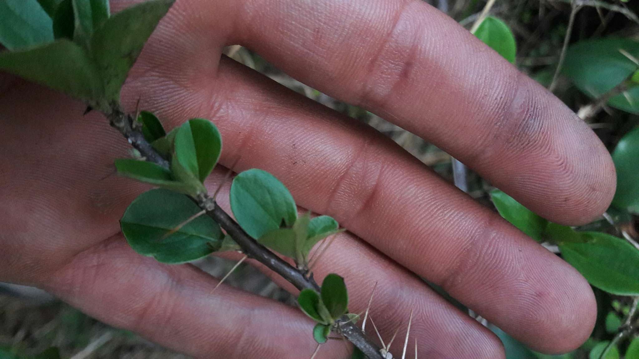 Image of Barnadesia spinosa L. fil.