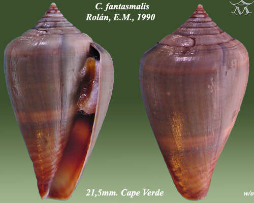 Image of Conus fuscoflavus Röckel, Rolán & Monteiro 1980