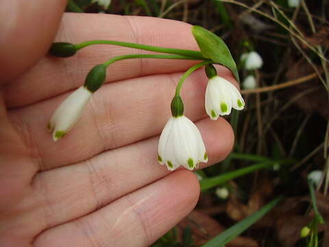 Слика од Leucojum aestivum L.