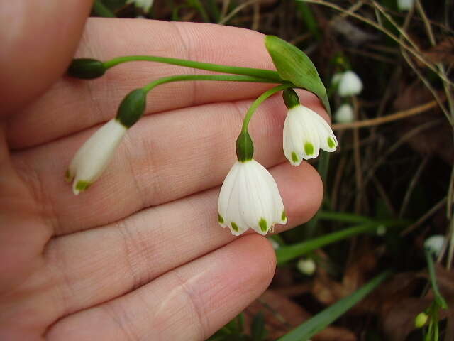 Image of Loddon lily