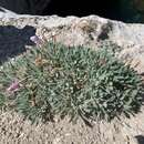 Imagem de Oenothera cespitosa subsp. crinita (Munz) Munz