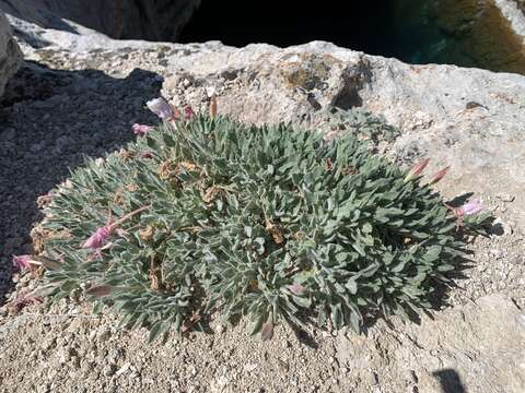 Oenothera cespitosa subsp. crinita (Munz) Munz resmi