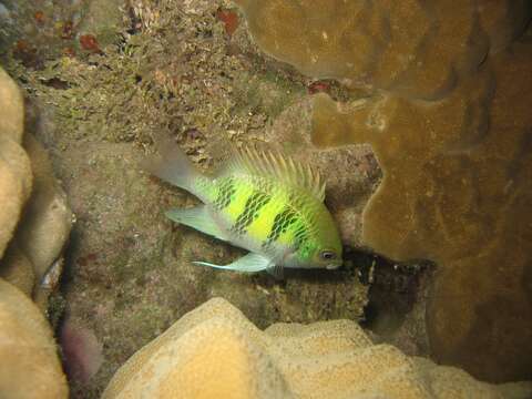 Image of Staghorn damsel