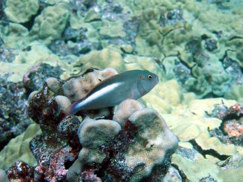 Image of Arc-eye Hawkfish