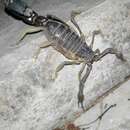 Image of Rough thicktail scorpion