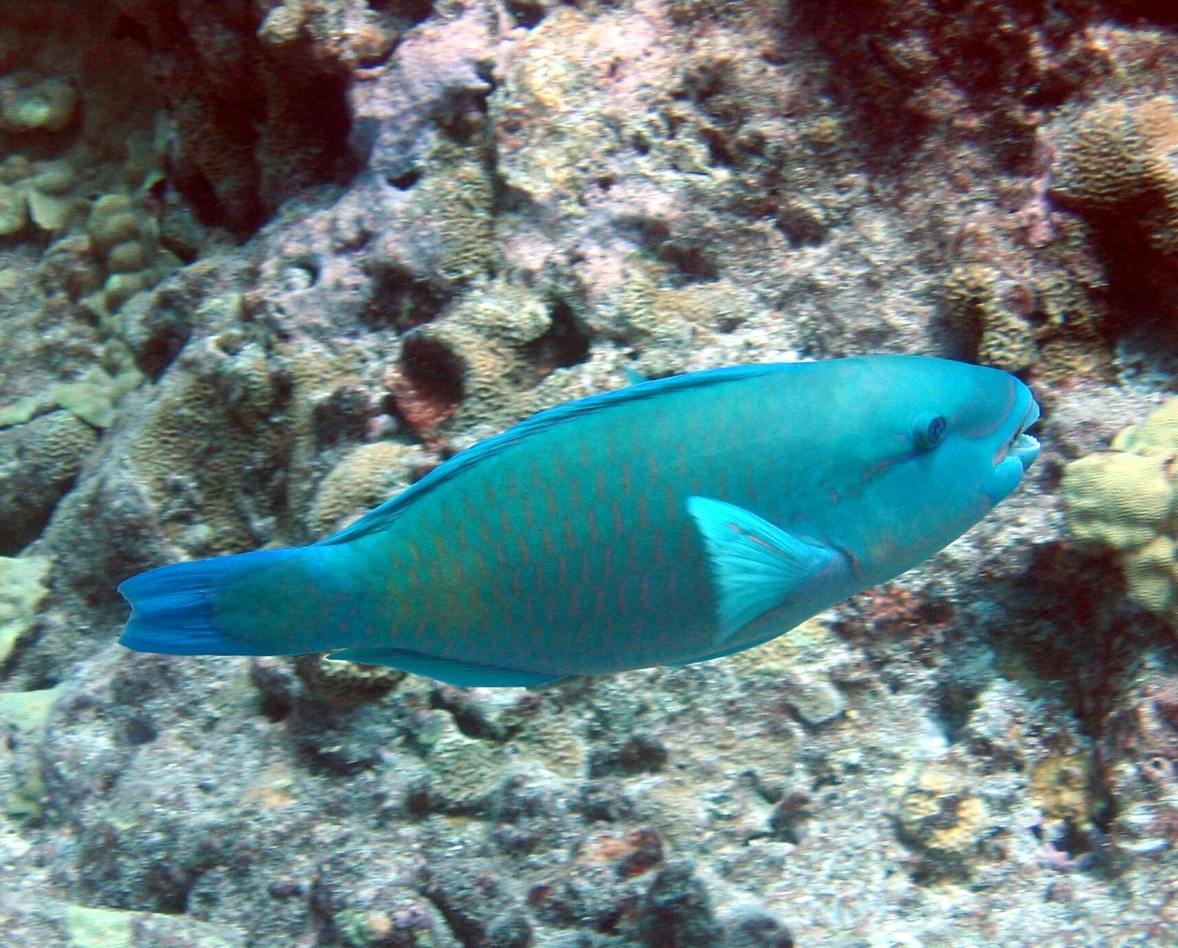 Image of Spectacled Parrotfish