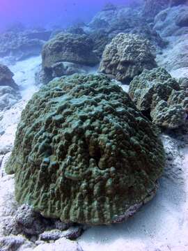 Image of Finger Coral