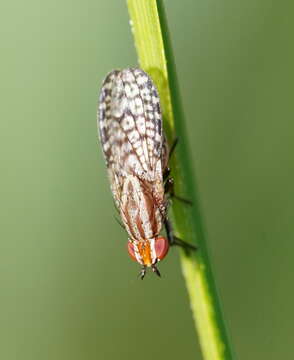 Image of Sapromyza mallochiana Evenhuis & Okadome 1989