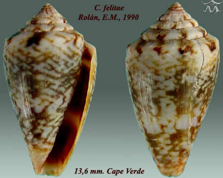 Image de Conus felitae Rolán 1990