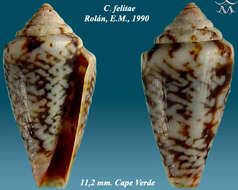 Image de Conus felitae Rolán 1990