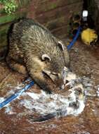 Image of South American Coati