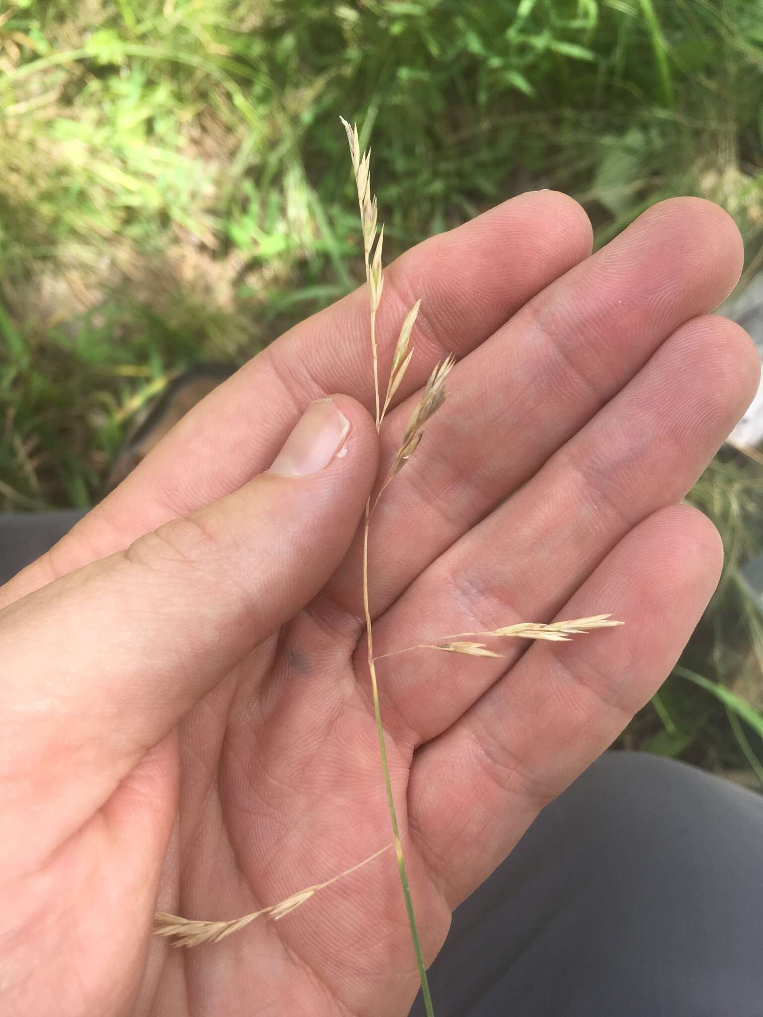 Festuca arizonica Vasey resmi