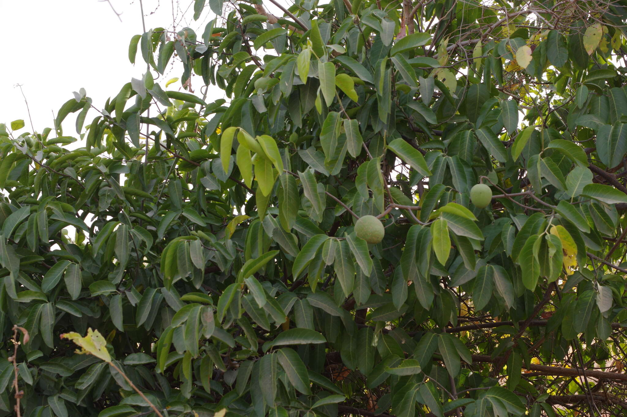 Image of Senegal saba