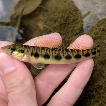 Image of Blotchside Logperch