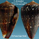 Image of Conus fernandesi Tenorio, Afonso & Rolán 2008