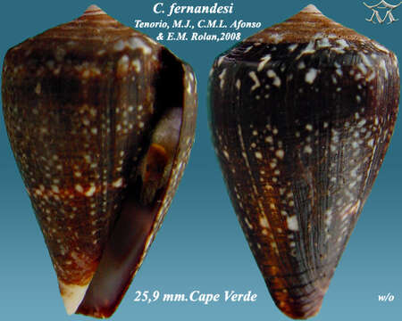 Image of Conus fernandesi Tenorio, Afonso & Rolán 2008