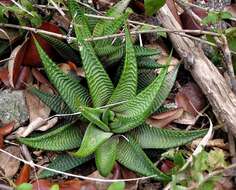 Image of Haworthiopsis limifolia var. limifolia