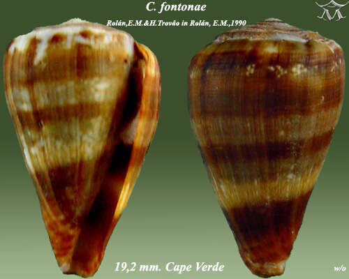 Image of Conus fontonae