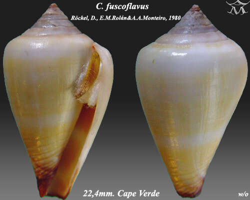 Image of Conus fuscoflavus Röckel, Rolán & Monteiro 1980