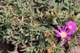 Image of Delosperma sutherlandii (Hook. fil.) N. E. Br.